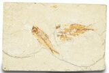 Two Cretaceous Fossil Fish Plate - Lebanon #248346-1